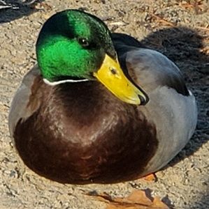 Meet your Posher, Shannan